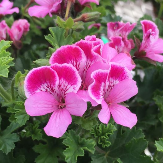 ペラルゴニウム　グランパッソ シリーズ 