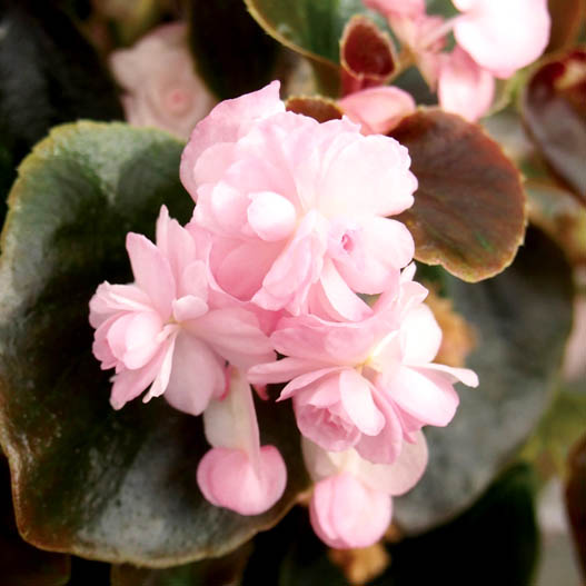 ベゴニア センパフローレンス　ダブレット シリーズ 