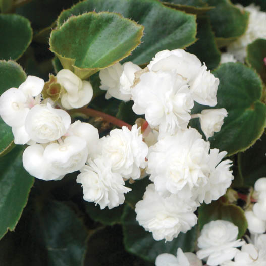 ベゴニア センパフローレンス　ダブレット シリーズ 