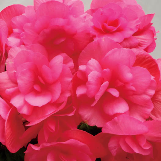 ベゴニア　エラチオール その他のグループ 