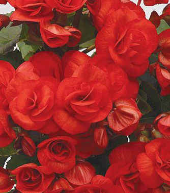 ベゴニア　エラチオール その他のグループ 