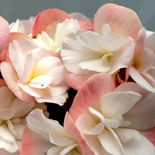 ベゴニア　エラチオール その他のグループ 