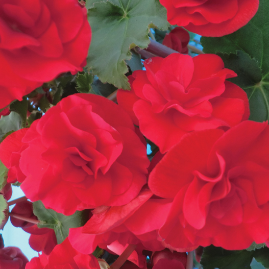 ベゴニア　エラチオール その他のグループ 