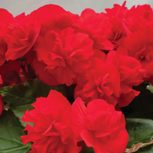 ベゴニア　エラチオール その他のグループ 