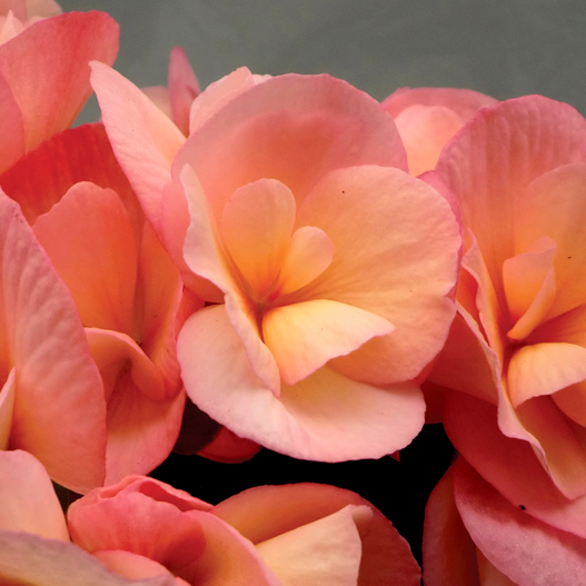 ベゴニア　エラチオール その他のグループ 