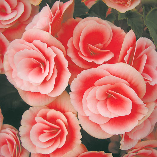 ベゴニア　エラチオール バルコスグループ 