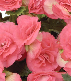 ベゴニア　エラチオール バルコスグループ 