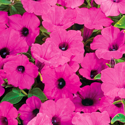 ペチュニア　スーパーチュニア 