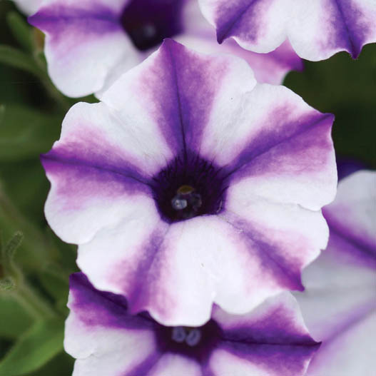 ペチュニア　スーパーチュニア 