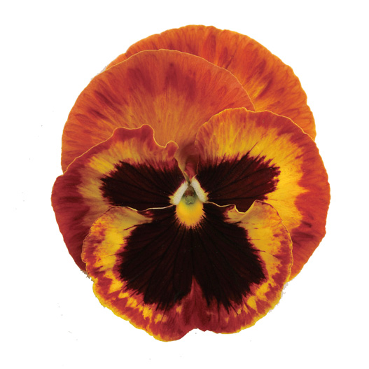 パンジー F1　マトリックス シリーズ 