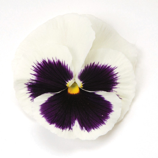 パンジー F1　マトリックス シリーズ 