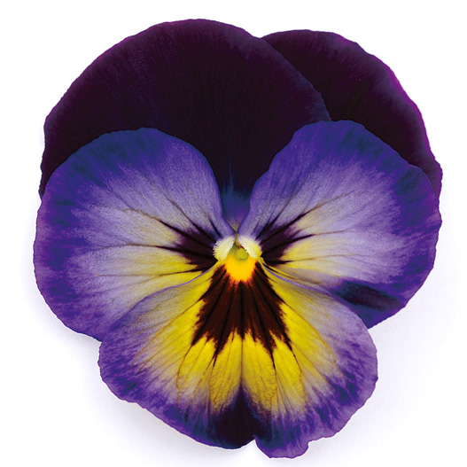 パンジー F1　マトリックス シリーズ 