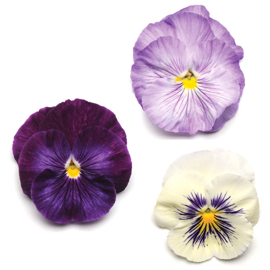 パンジー F1　マトリックス シリーズ 