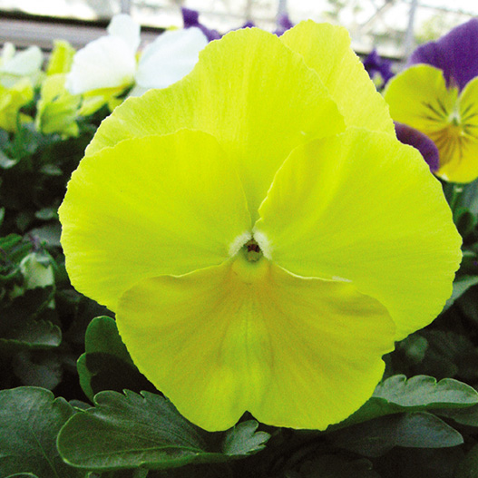 パンジー F1　マトリックス シリーズ 