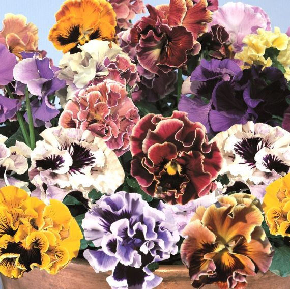 パンジー F1　フラメンコ シリーズ 