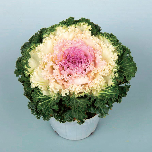 ハボタン　ドレス シリーズ 