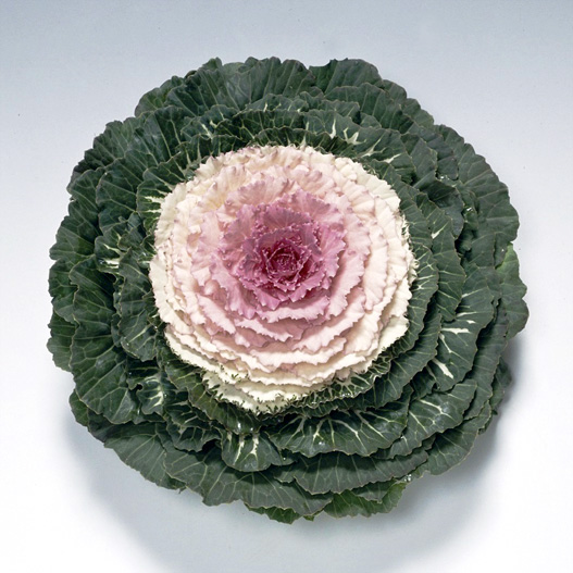 ハボタン F1　つぐみ系 