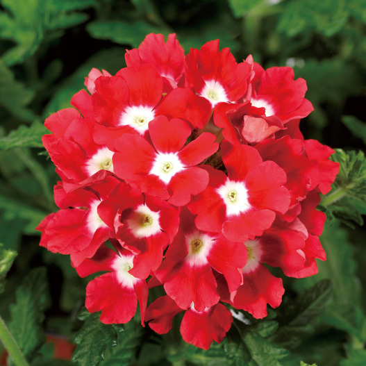 バーベナ　トスカーナ シリーズ 