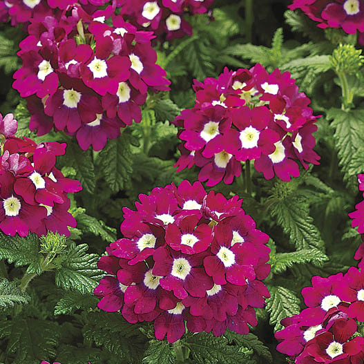 バーベナ　トスカーナ シリーズ 