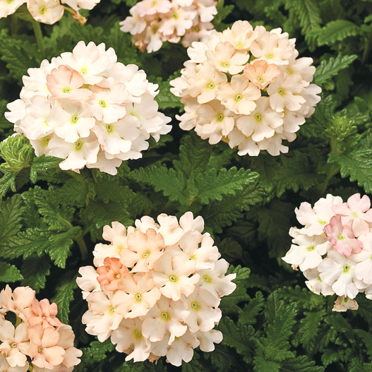 バーベナ　トスカーナ シリーズ 