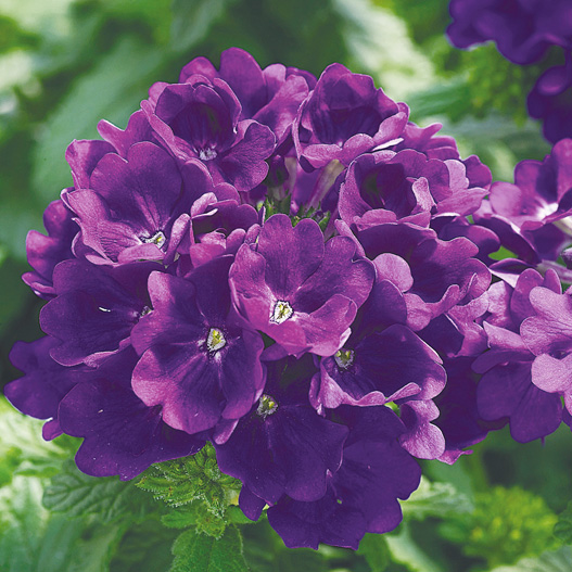 バーベナ　トスカーナ シリーズ 