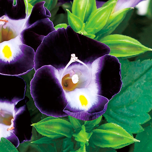 トレニア　ハイライト シリーズ 