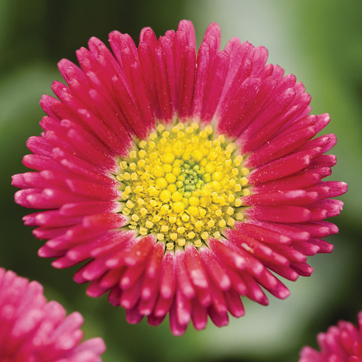 デージー　スピードスタープラス シリーズ 