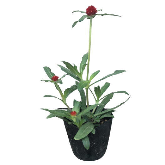 センニチコウ ハーゲアナ　ストロベリーフィールド・ラズベリーフィールド 