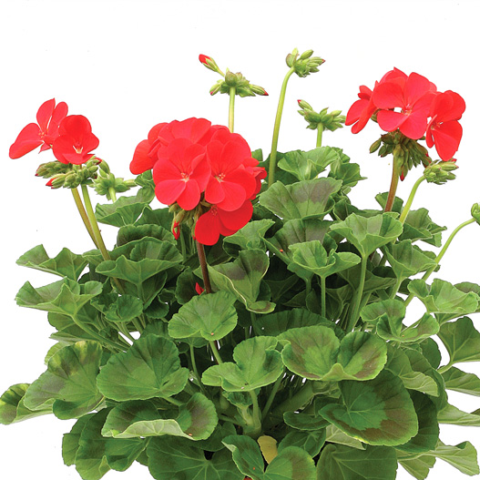 ゼラニウム F1　ホライズン シリーズ 