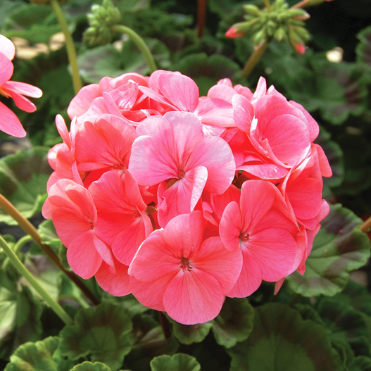 ゼラニウム F1　ホライズン シリーズ 