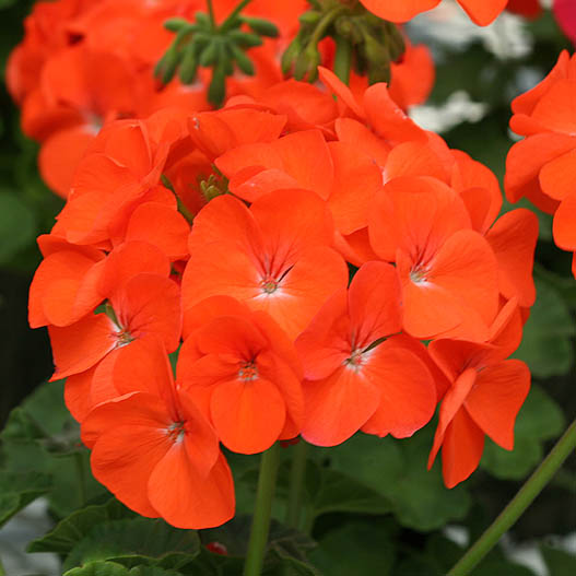 ゼラニウム F1　ホライズン シリーズ 