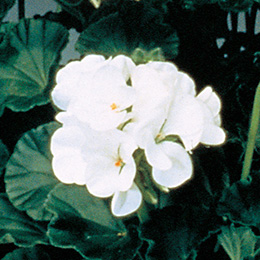 ゼラニウム F1　リンゴ2000 シリーズ 