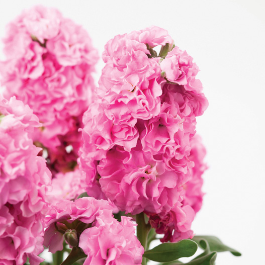 ストック　ベイビー シリーズ 