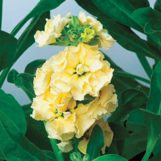 ストック　ベイビー シリーズ 