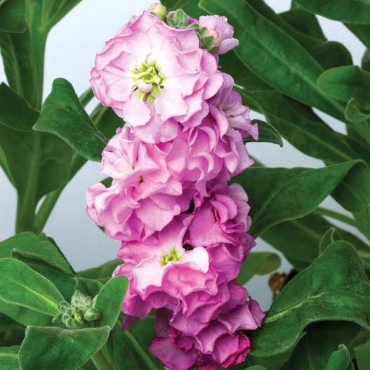 ストック　ベイビー シリーズ 