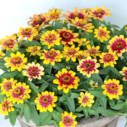 ジニア　プロフュージョン シリーズ 