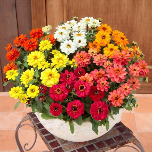 ジニア　プロフュージョン シリーズ 