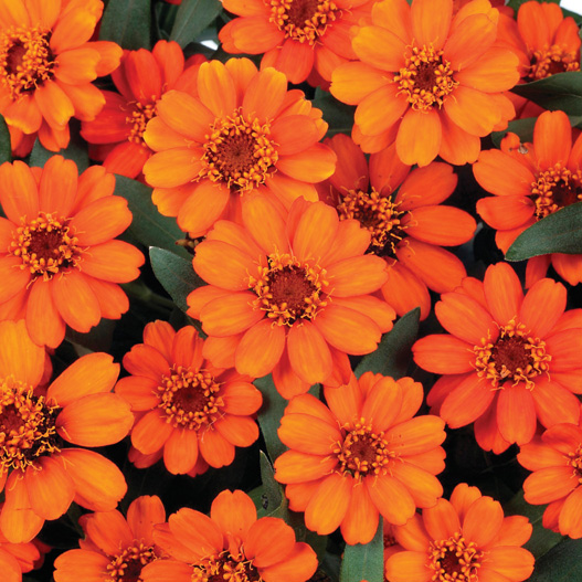 ジニア　プロフュージョン シリーズ 