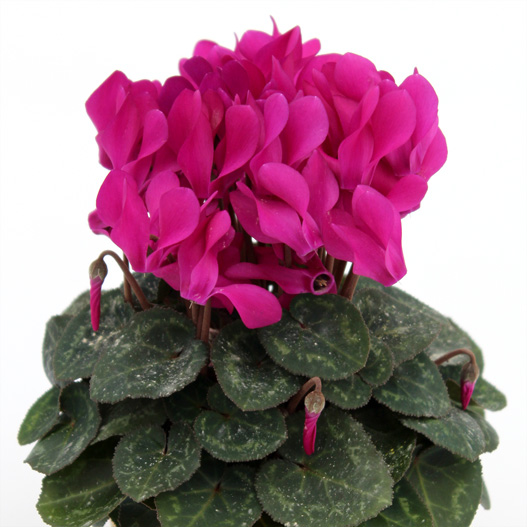 シクラメン F1　ピコラ シリーズ ミニチュア系品種