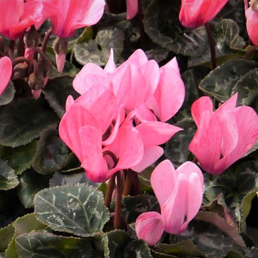 シクラメン F1　クレヨン シリーズ ミニチュア系品種