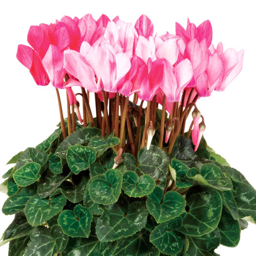 シクラメン F1　クレヨン シリーズ ミニチュア系品種