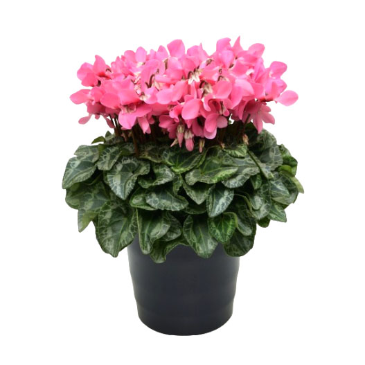 シクラメン F1　ジックス シリーズ ミニチュア系品種