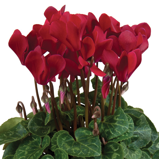 シクラメン F1　スーパーカリーニョ シリーズ ミニチュア系品種