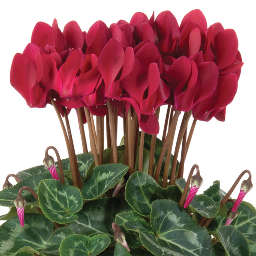 シクラメン F1 スーパーカリーニョ シリーズ｜WEBカタログ｜未来