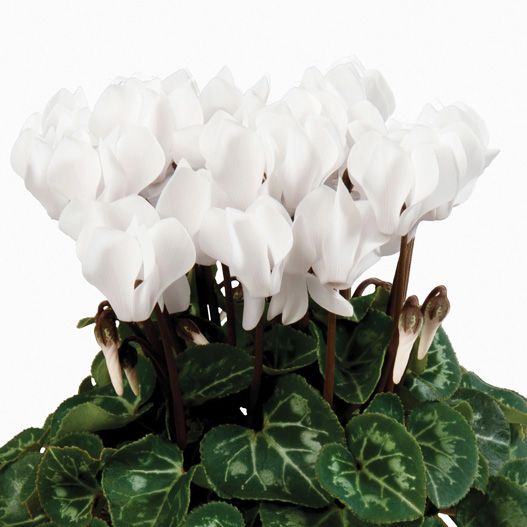 シクラメン F1　スーパーカリーニョ シリーズ ミニチュア系品種