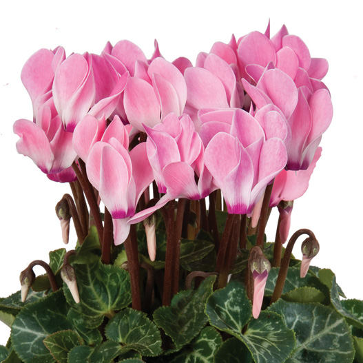 シクラメン F1　スーパーカリーニョ シリーズ ミニチュア系品種