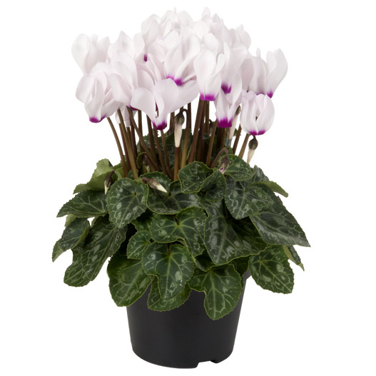 シクラメン F1　スーパーベラノ シリーズ ミニチュア系品種