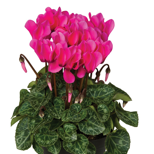 シクラメン F1　スーパーベラノ シリーズ ミニチュア系品種