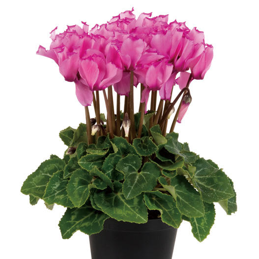 シクラメン F1　スーパーベラノ シリーズ ミニチュア系品種