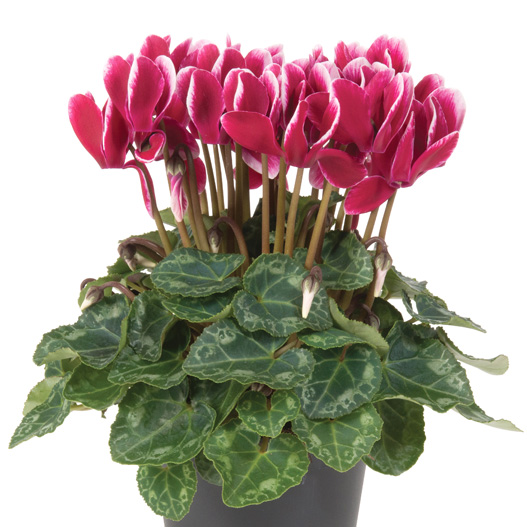 シクラメン F1　スーパーベラノ シリーズ ミニチュア系品種